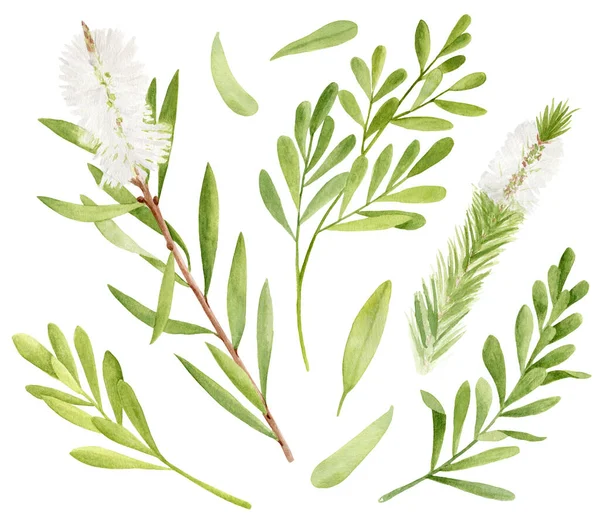 Aquarel thee boom bladeren, bloem set. Handgetekende botanische illustratie van Melaleuca alternifolia. Groene medicinale plant geïsoleerd op witte achtergrond. Kruiden voor cosmetica, verpakking, etherische olie. — Stockfoto