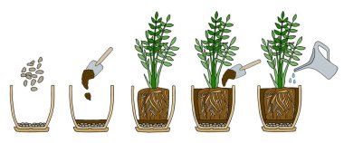 Çiçek nakli basamakları. Vektör talimatı. Bir zamioculcas bitkisinin nasıl yeniden demleneceğini. El çizimi renkli şema çizimi. Bahçe işleri konsepti. Saksı, drenaj, saksı toprağı, sulama.
