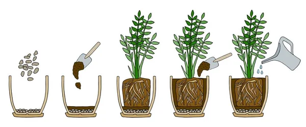 移植盆栽花卉台阶 病媒指示 如何重新播种一种番石榴植物 手绘剪切线彩色图解 园艺概念 — 图库矢量图片