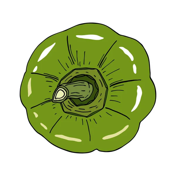 Pimiento verde fresco. Ilustración vegetal vectorial dibujada a mano aislada sobre fondo blanco. Vista superior del pimiento. Sabroso ingrediente, aderezo, guarnición. Dibujo de comida vegetariana. — Vector de stock