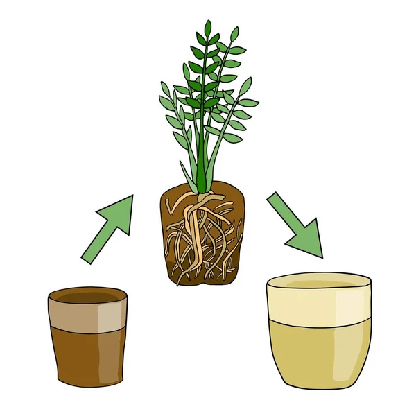 Blumen von einem kleinen Topf in einen größeren Topf pflanzen. Vektoranweisung. Zamioculcas Pflanze mit Wurzeln und Blumenerde. Handgezeichnetes Zeichentrickschema. — Stockvektor