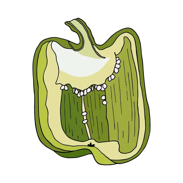 Peperoncino fresco verde tagliato. Vettore vegetale disegnato a mano isolato su sfondo bianco. Capsicum dimezzato. Ingrediente saporito, condimento, contorno. Disegno di cibo vegetariano . — Vettoriale Stock