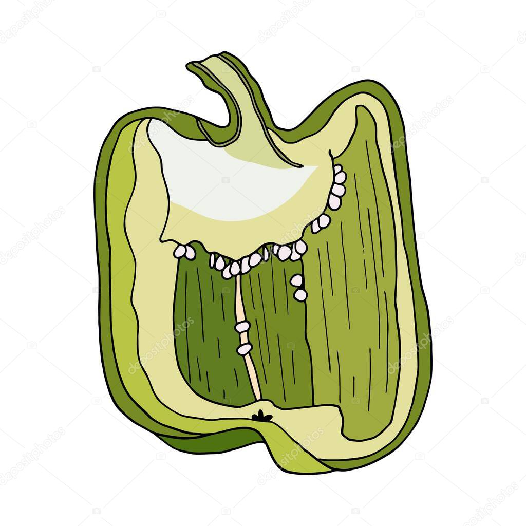 Fresh Green Bell Pepper Cut Hand Drawn Vector Vegetable Isolated On White Background Halved Capsicum Tasty Ingredient Topping Side Dish Vegetarian Food Drawing Premium Vector In Adobe Illustrator Ai Ai