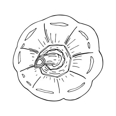 Çan biberi çizimi vektör illüstrasyonu. El yapımı sebzeler beyaz arka planda izole edilmiş. Capsicum 'un üst görüntüsü. Lezzetli malzeme, malzeme. Vejetaryen yemeği çizimi.