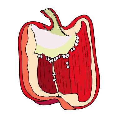 Taze kırmızı dolma biber. El yapımı sebze vektörü beyaz arka planda izole edilmiş. Tohumlu yarım kapsiyum. Lezzetli malzeme, sos, meze. Vejetaryen yemeği çizimi