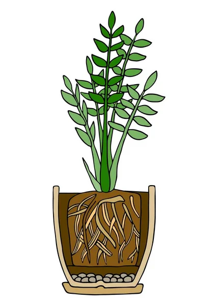 Zamioculcas Plant Pot Hand Drawn Cutaway Colored Scheme Vector Illustration — Stock Vector