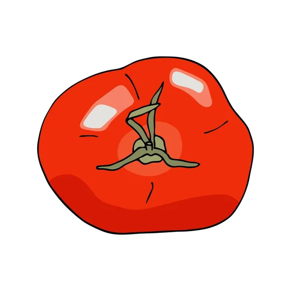 病媒红番茄。在白色背景上分离的新鲜番茄蔬菜的顶部视图。食品配料卡通涂鸦画。有趣的例证。健康素食. — 图库矢量图片