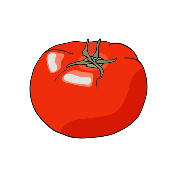 Διανυσματική Κόκκινη Ντομάτα Ολόκληρο Φρέσκο Λαχανικό Ντομάτας Απομονωμένο Λευκό Φόντο — Διανυσματικό Αρχείο