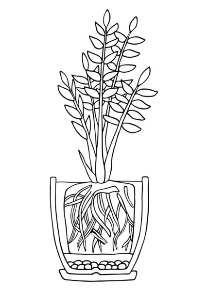 Zamioculcas planta en maceta. Dibujado a mano corte en blanco y negro esquema esquema ilustración vectorial. Planta con raíces en maceta con drenaje y tierra para macetas . — Archivo Imágenes Vectoriales