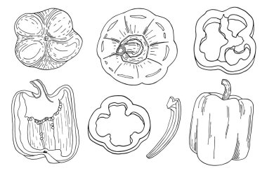 Çan biberi çizgisi vektör seti. El çizimi sebzeler beyaz arka planda izole edilmiş. Tüm biber, yarım biber ve dilim. Lezzetli malzemeler, malzemeler. Vejetaryen yemeği çizimi..