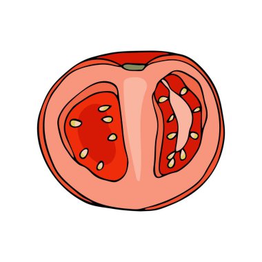Vektör kırmızı domates. El çizimi, beyaz arka planda izole edilmiş taze domates sebzesi. Yemek malzemeleri karikatür çizimi. Sağlıklı, vejetaryen yemekleri..