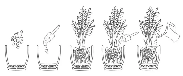 Transplante de etapas de flores em vaso. Instrução vetorial. Como repot uma fábrica zamioculcas. Mão desenhado cutaway ilustração esquema preto e branco. Jardinagem, planta de sala conceito . — Vetor de Stock