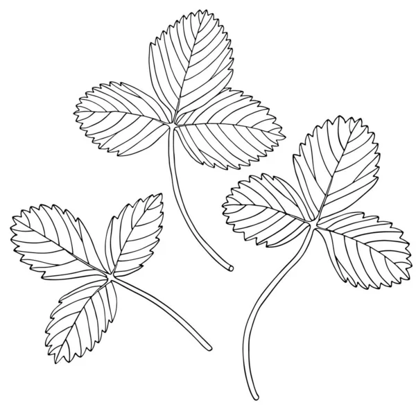 Conjunto de folhas de morango desenhadas à mão. Delinear ilustração vetorial em preto e branco. Plantas de doodle isoladas sobre fundo branco . — Vetor de Stock