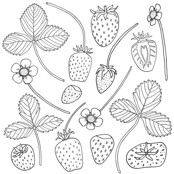 Fresa Dibujada Mano Con Hojas Flores Esquema Ilustración Vectorial Blanco — Vector de stock