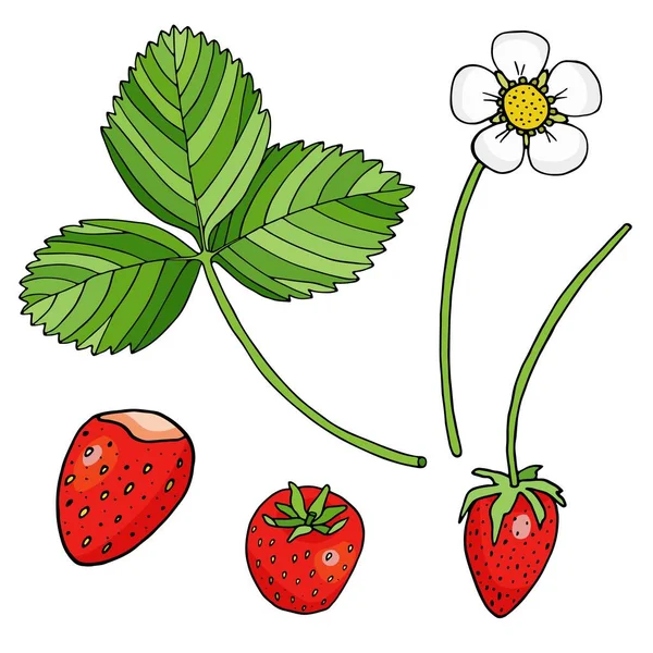 ストロベリーベクトルイラスト。赤い果実、イチゴの花と葉は白い背景に隔離されています。カラフルな漫画植物画。パッケージ、装飾、ポスター、バナーのための落書き植物. — ストックベクタ