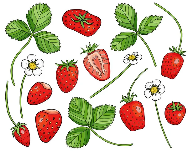 ストロベリーコレクション。手描きの甘い赤い果実、イチゴの花や白い背景に葉。漫画のベクターイラスト。パッケージ、カード、装飾のためのおいしい夏の果実. — ストックベクタ