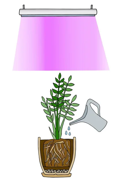 Concept de soins des plantes. Illustration vectorielle de fleur en pot sous la lumière de la lampe phyto. Lumières LED rouges et bleues pour les plantes en croissance. Arrosage et éclaircissement des semis avec des lumières infrarouges et UV. — Image vectorielle