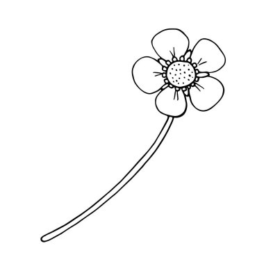 Çilek çiçeği. Siyah ve beyaz çizim çizimi. El yapımı çilek bitkisi. Dekorasyon, paket ve kartlar için beyaz arkaplanda izole edilmiş element