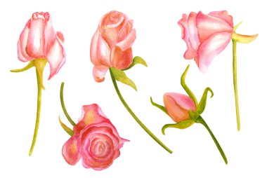 Suluboya kurumuş güller. El boyası, güz çiçekleri. Beyaz arka planda izole edilmiş klasik romantik kuru çiçekler. Kağıtlar, dekorasyon, davet, tasarım için Clipart.