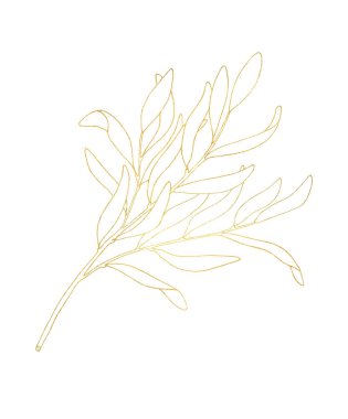Altın desenli özet yaprak. Beyaz arka planda yaprakları olan el yapımı çay ağacı dalı. Logo tasarımı, kartlar, baskı, paket, çıkartmalar, kozmetik ürünleri, dekorasyon