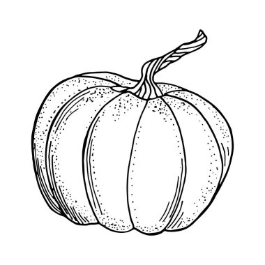 Ana hatlarıyla balkabağı çizimi. Siyah kabak beyaz arka planda izole edilmiş. Kartlar için sonbahar sebze çizimi, boyama kitabı, tarif, dekorasyon, Şükran Günü, Cadılar Bayramı.