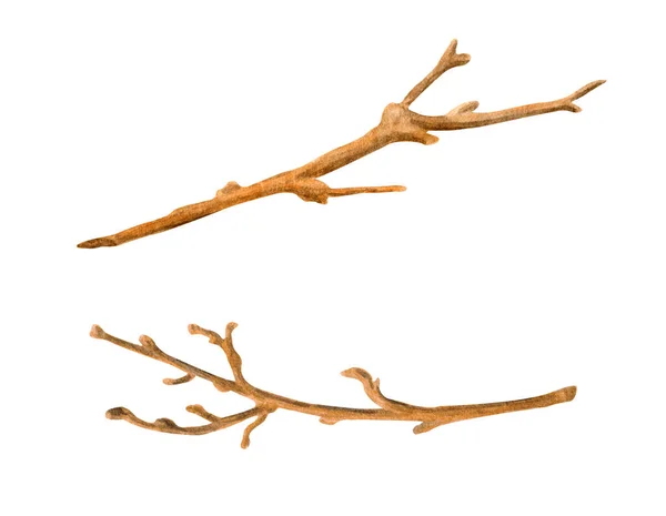 Aquarell Trockene Äste Gesetzt Handbemalte Nackte Zweige Und Stöcke Isoliert — Stockfoto