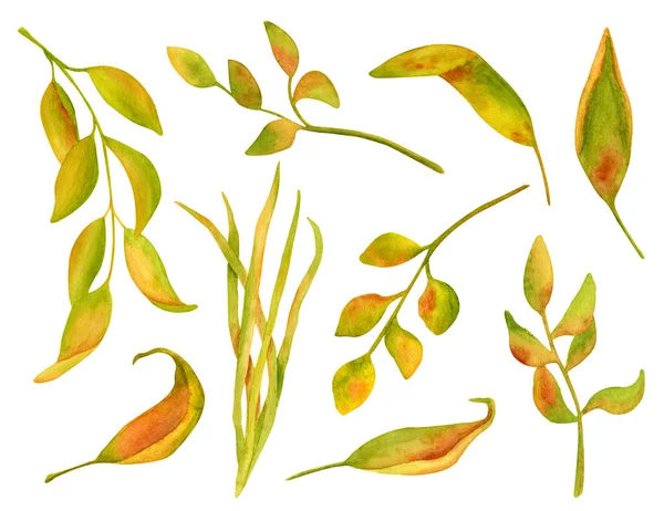Aquarell Trockene Herbstblätter Gesetzt Handgezeichnete Gelbe Florale Elemente Isoliert Auf — Stockfoto