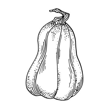 Vektör kabak çizimi. Beyaz arka planda izole edilmiş el kabağı hatları. Kartlar, piyasa, boyama kitabı, dekorasyon için klasik Butternut kabağı çizimi