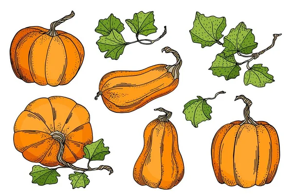 El çizimi vektör kabakları ayarlandı. Beyaz arka planda yaprakları olan parlak turuncu kabaklar. Kartlar, dekorasyon, Şükran Günü, Cadılar Bayramı konsepti, poster, baskı için stok illüstrasyonu.