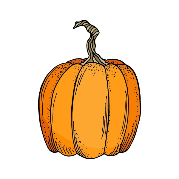 Vektor tök illusztráció. Aranyos rajzfilm narancs tök zöldség elszigetelt fehér háttérrel. Kézzel rajzolt grafika illusztráció őszi dekoráció, Hálaadás napján, Halloween, poszter. — Stock Vector