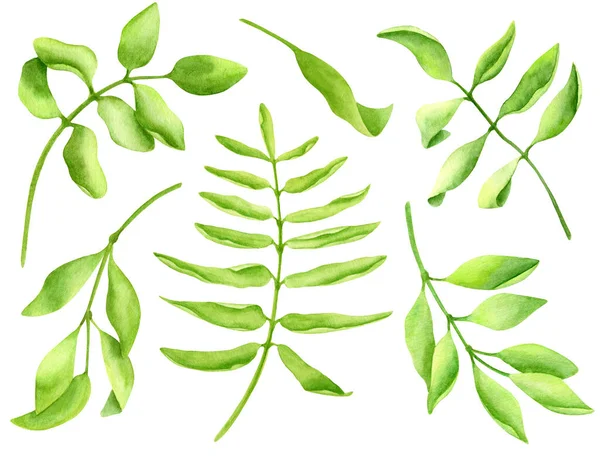 Υδρόχρωμα φύλλα έτοιμα. Χειροποίητη συλλογή πρασίνου. Φρέσκα πράσινα βότανα που απομονώνονται σε λευκό φόντο. Κλιματικά στοιχεία για διακόσμηση, κάρτες, πλαίσια, εκτύπωση. — Φωτογραφία Αρχείου