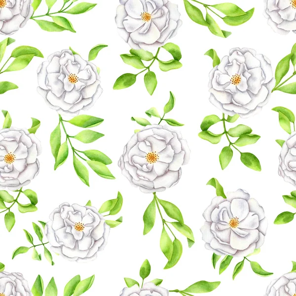 水彩斑斓的白玫瑰,叶型无缝.手工粉刷的伊森伯格玫瑰、花朵和花蕾在白色背景下被隔离开来。春季，夏季花卉设计卡片，装饰，邀请函，印刷品. — 图库照片