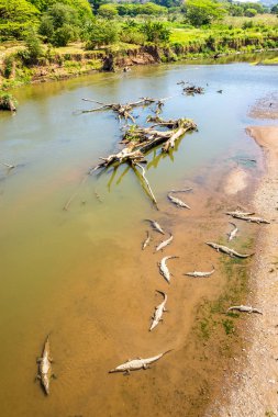 Kosta Rika Timsah Köprüsü'nden Tarcoles Nehri manzarası