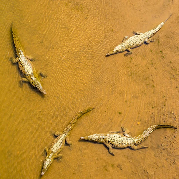 Crocodilos que vivem no rio Tarcoles - Costa Rica — Fotografia de Stock