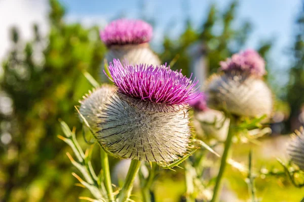 View Flowers Milk Thistle Silybum Marianum Bayern Mountains Rauchsberg Germany Стоковая Картинка