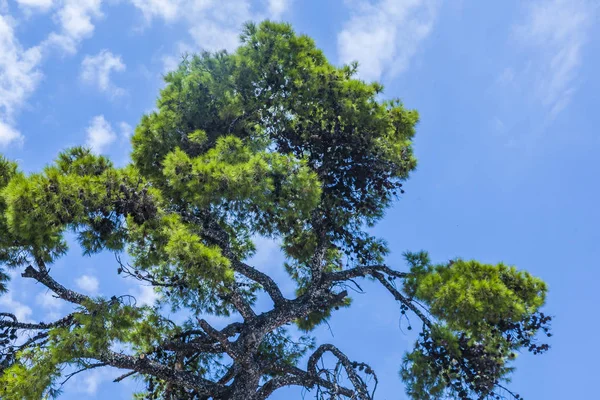 Turkuaz rengi yaz deniz