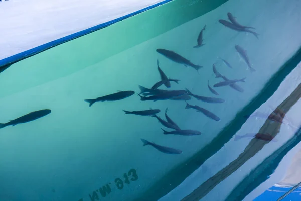 mavi deniz balıkları