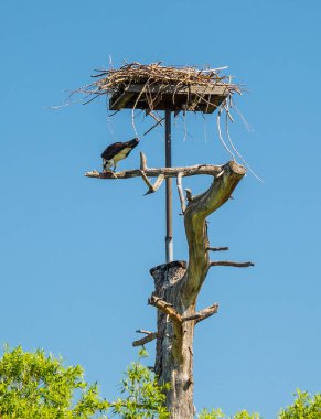 Osprey taze yemek balık yuvasını yakaladım.