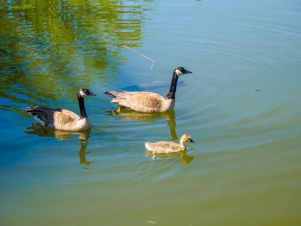 Family of Canada geese in the lake — Stock Photo, Image