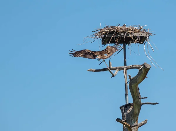 Osprey atterra al suo nido — Foto Stock