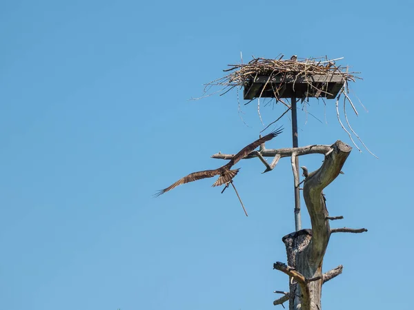 Fiskgjuse landning på hans nest — Stockfoto