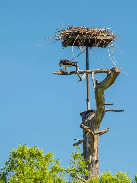 Fiskgjusen äter färsk fångad fisk på hans nest — Stockfoto