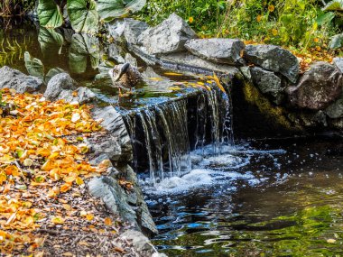 Sonbahar mevsiminde Watrestream genel Beacon Hill Park