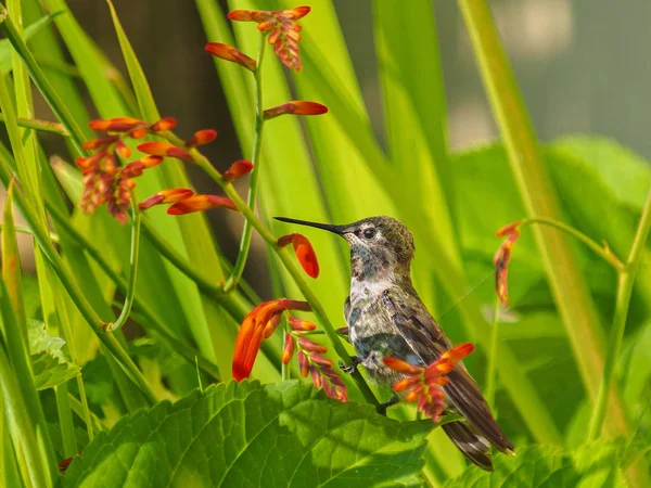 Anna Hummingbird feeding from red crocosmia flowers — Stock Photo, Image