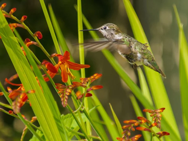 Anna Hummingbird alimentando-se de flores vermelhas crocosmia — Fotografia de Stock