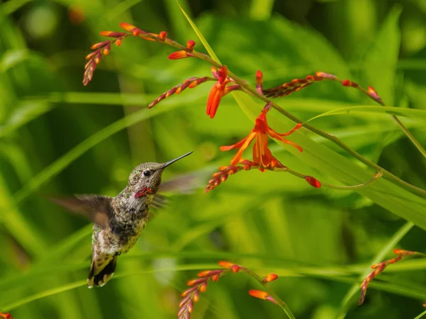 Анни Hummingbird годування з червоним crocosmia квіти — стокове фото