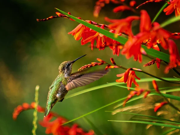 Anna Hummingbird alimentándose de flores de crocosmia roja —  Fotos de Stock