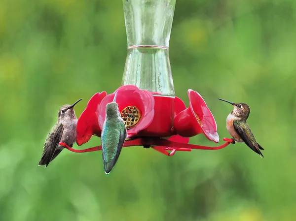 Três Anna Hummingbird alimentando-se do alimentador — Fotografia de Stock