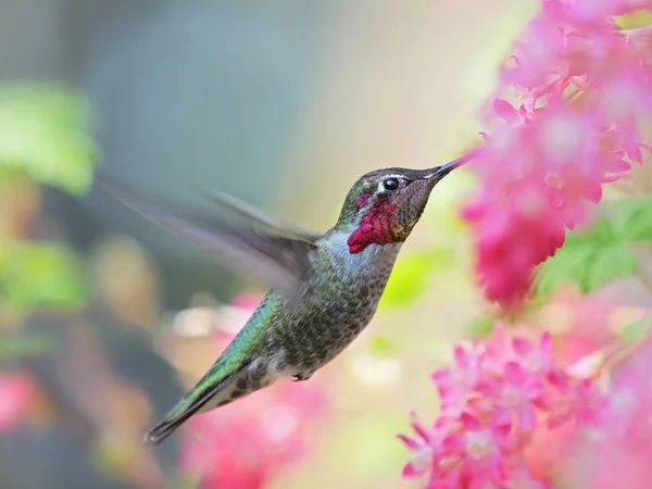 Anna Hummingbird alimentando-se na mosca de flores rosa — Fotografia de Stock