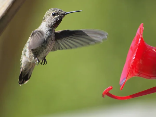 Anna Hummingbird feeding on the fly from the feeder — Stock Photo, Image